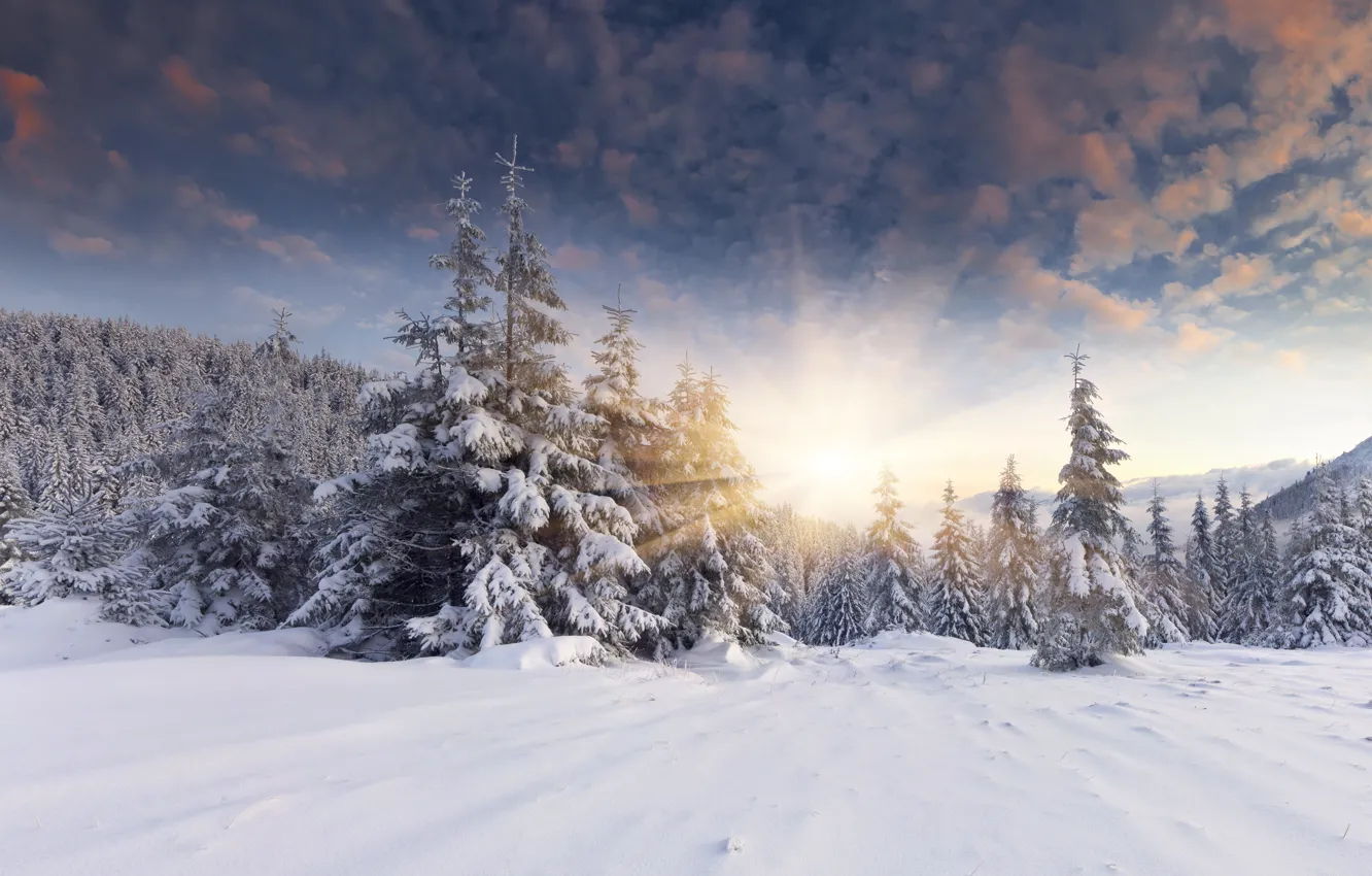 Фото обои зима, лес, солнце, снег, рассвет, ёлки