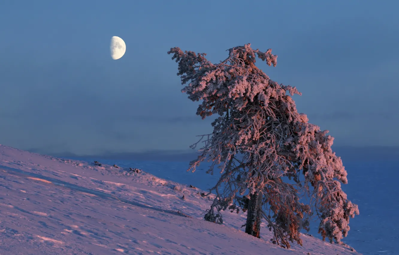 Фото обои зима, дерево, луна