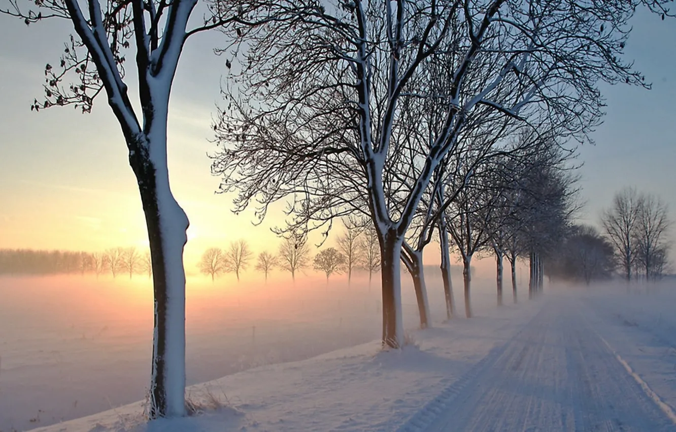 Фото обои light, road, trees, winter, snow, morning, fog, awakening