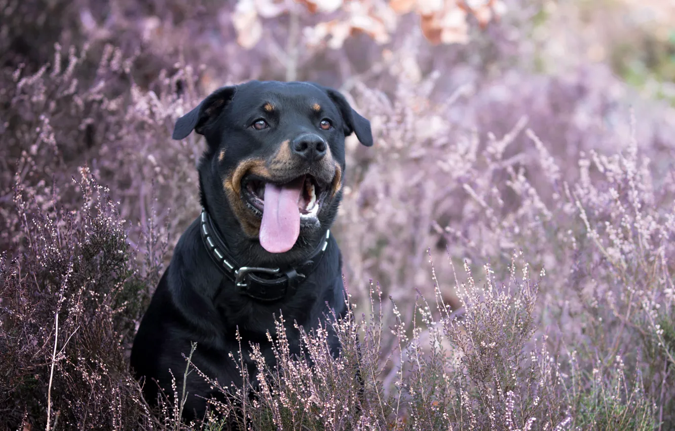 Фото обои язык, собака, ротвейлер, вереск