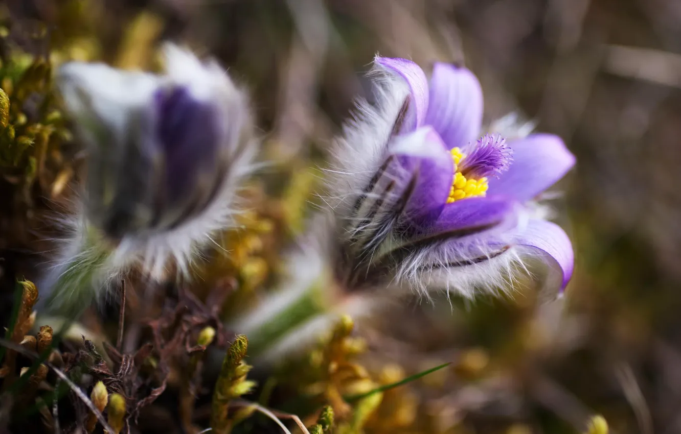 Фото обои макро, цветы, природа, весна, размытость, сиреневые, Сон-трава