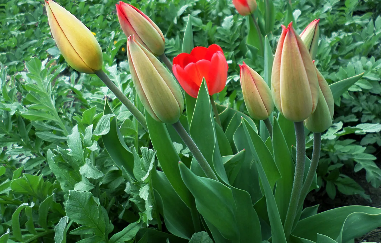 Фото обои весна, тюльпаны, апрель