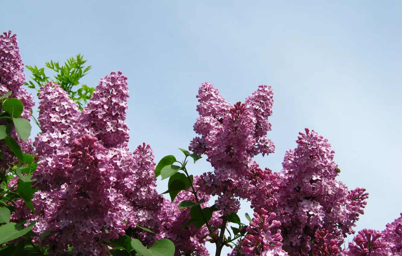 Фото обои Весна, Сирень, Spring, Lilac