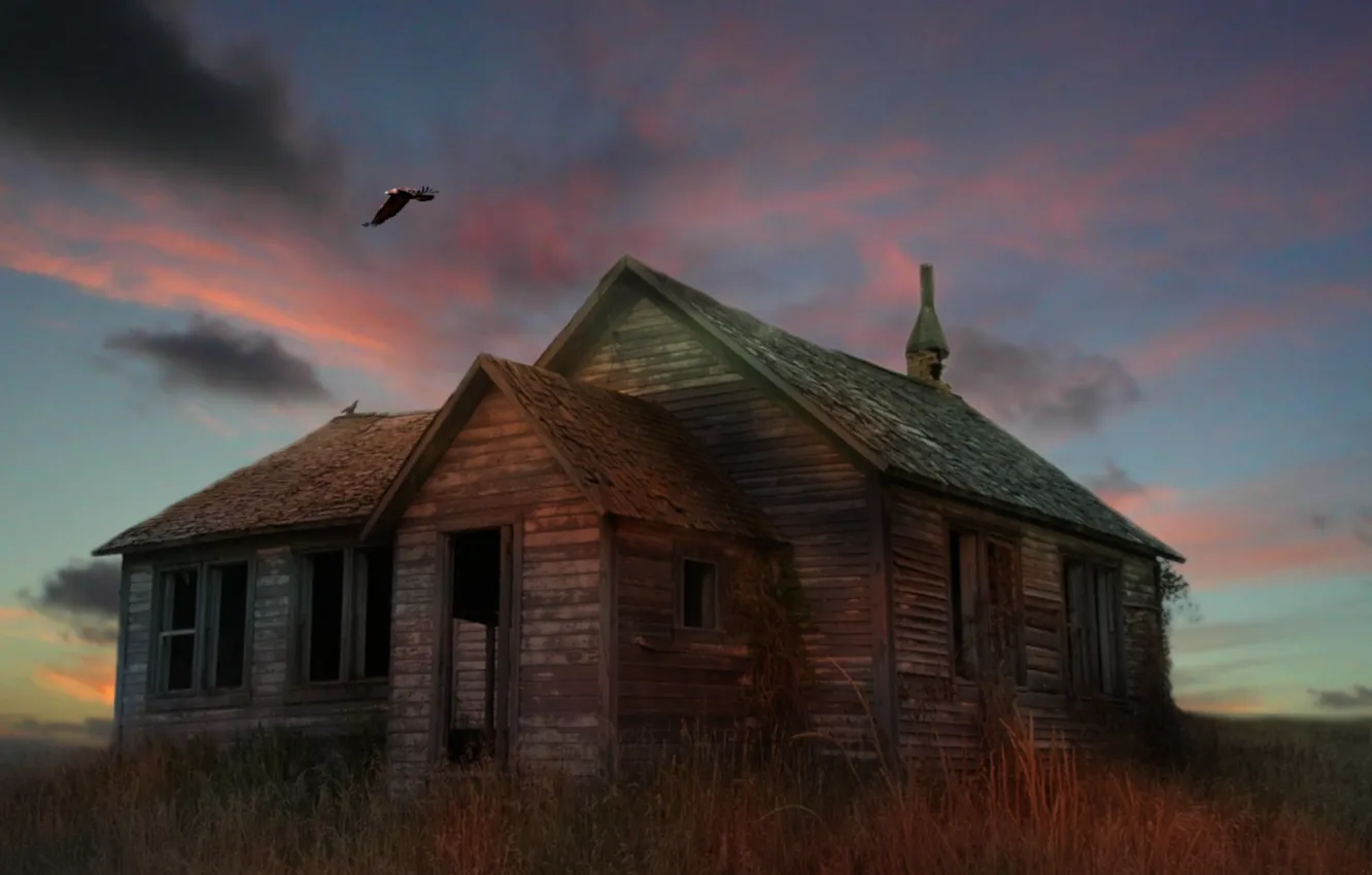 Фото обои трава, дом, птица, орел, арт, руины, заброшенность, сухая