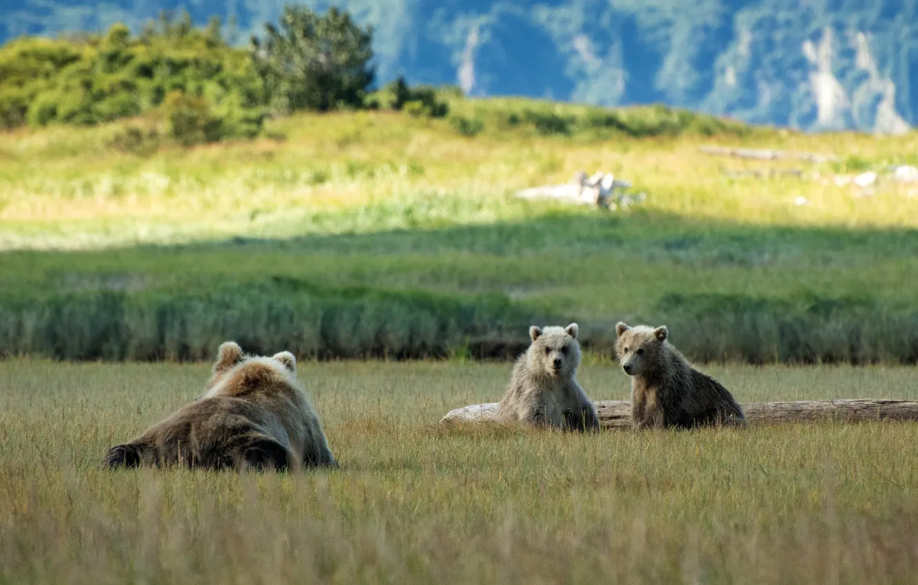 Фото обои природа, медвежонок, медведица