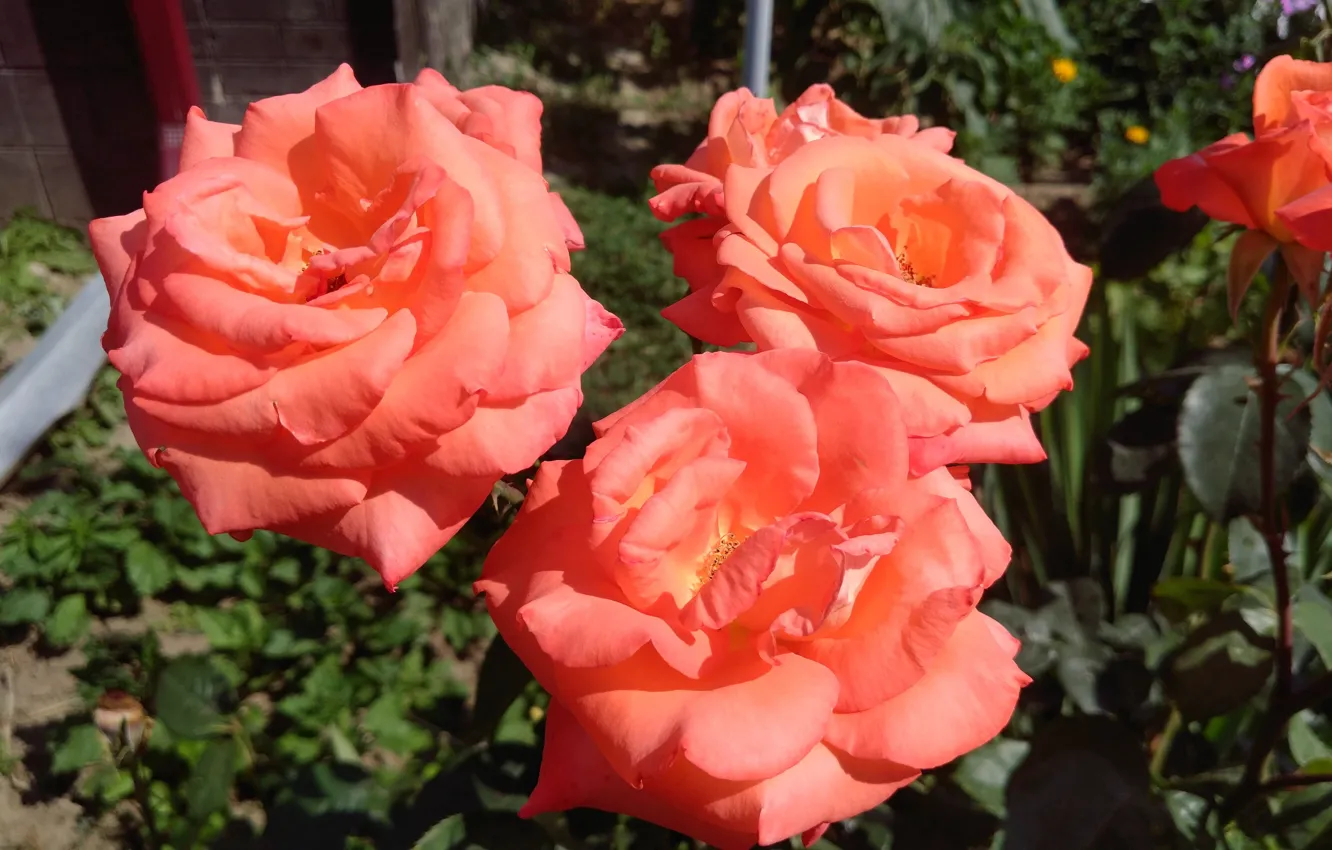 Фото обои розы, оранжевые, трио, Meduzanol ©