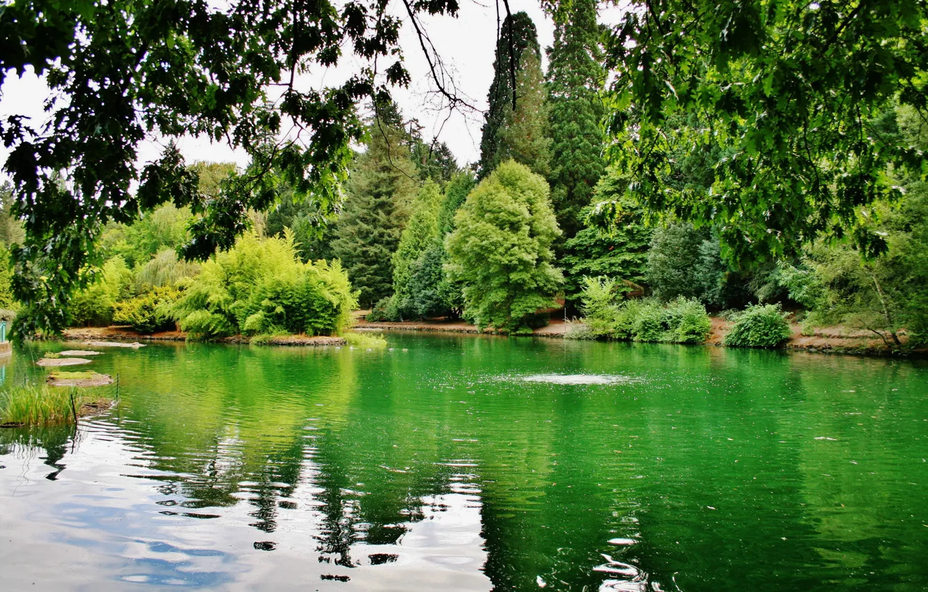 Фото обои зелень, деревья, ветки, озеро, США, Oregon, Portland, Laurelhurst Park