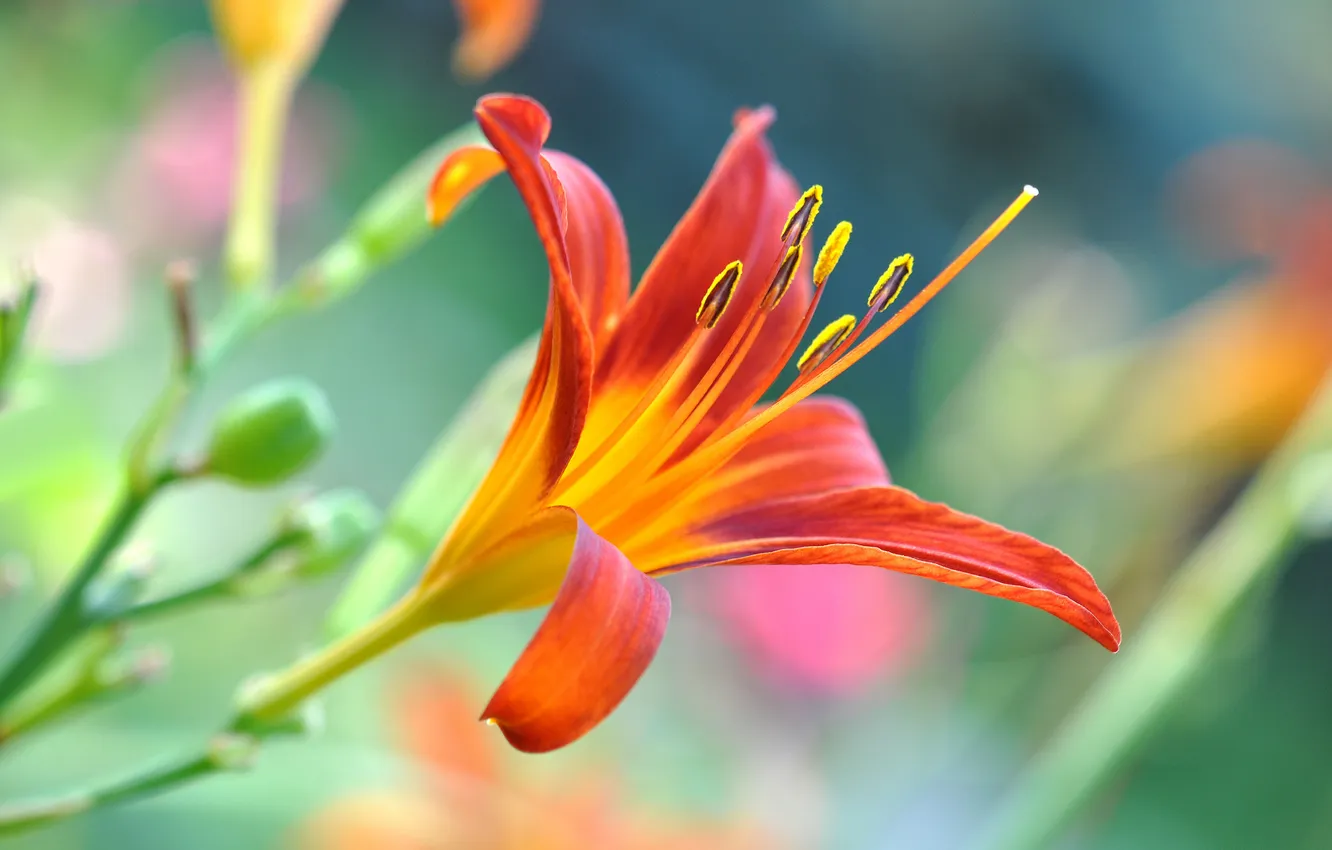 Фото обои цветок, лилия, оранжевая