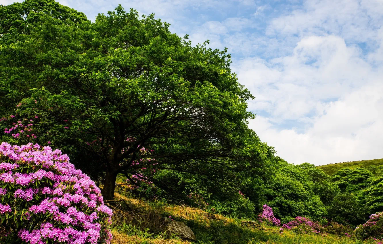 Фото обои деревья, цветы, камень, цветение, кустарники