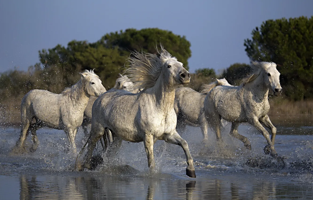 Фото обои природа, река, кони