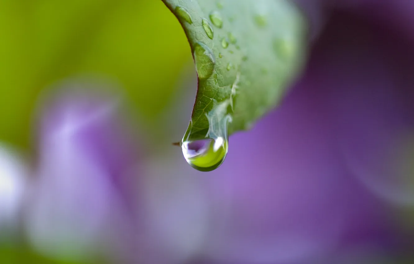 Фото обои капли, лист, Purple drop
