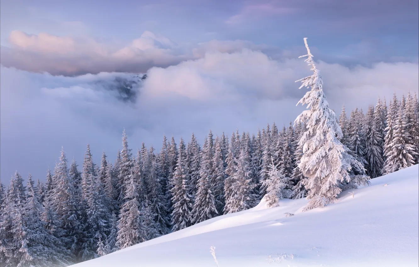 Фото обои зима, лес, облака, горы