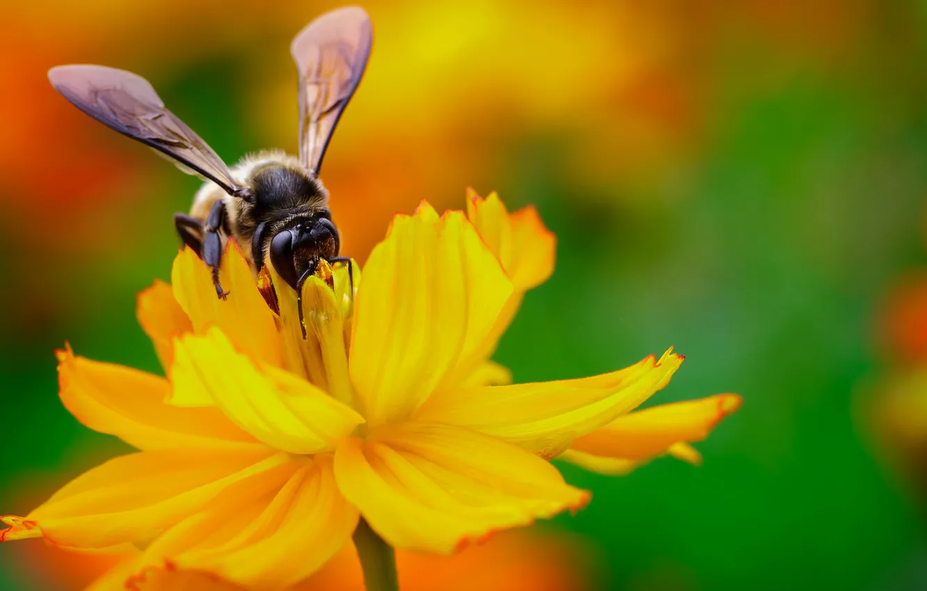 Фото обои цветок, желтый, нектар, пчела, крылья, фокус, насекомое