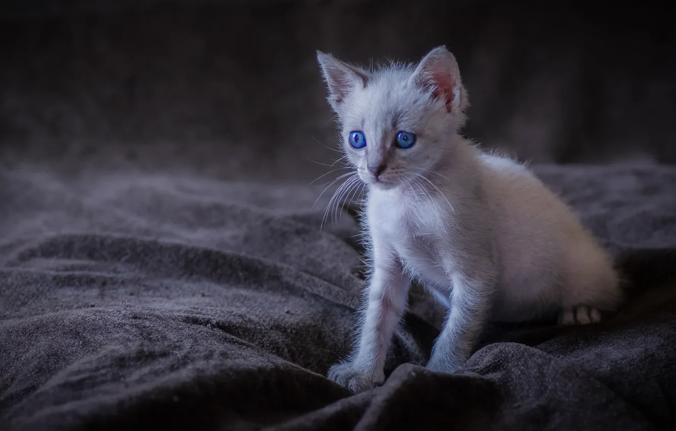 Фото обои малыш, котёнок, голубые глаза
