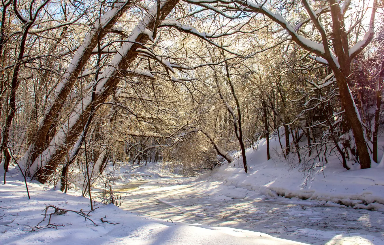 Фото обои зима, лес, солнце, снег, деревья, ветки, ручей, лёд