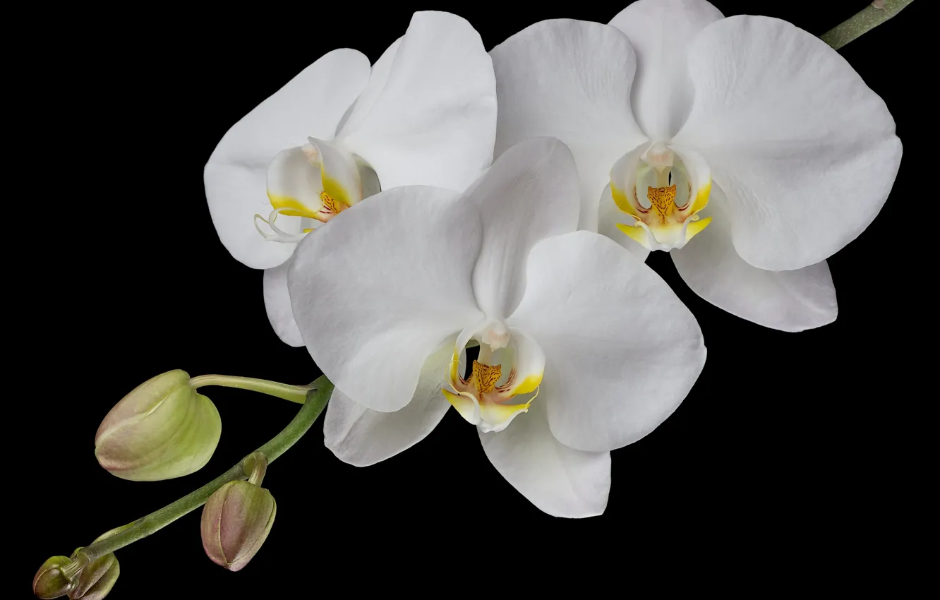 Фото обои белый, ветка, орхидея