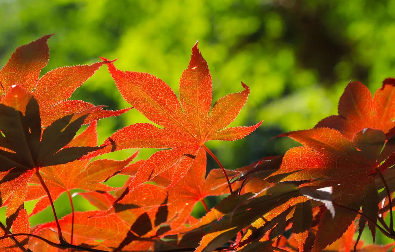 Фото обои red, leafs, twig