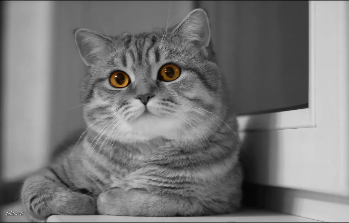 Фото обои кошка, глаза, кот, мордочка, монохром, Скоттиш-страйт, Шотландская прямоухая кошка