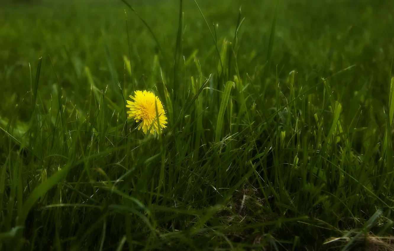 Фото обои трава, макро, цветы, природа, фото, обои