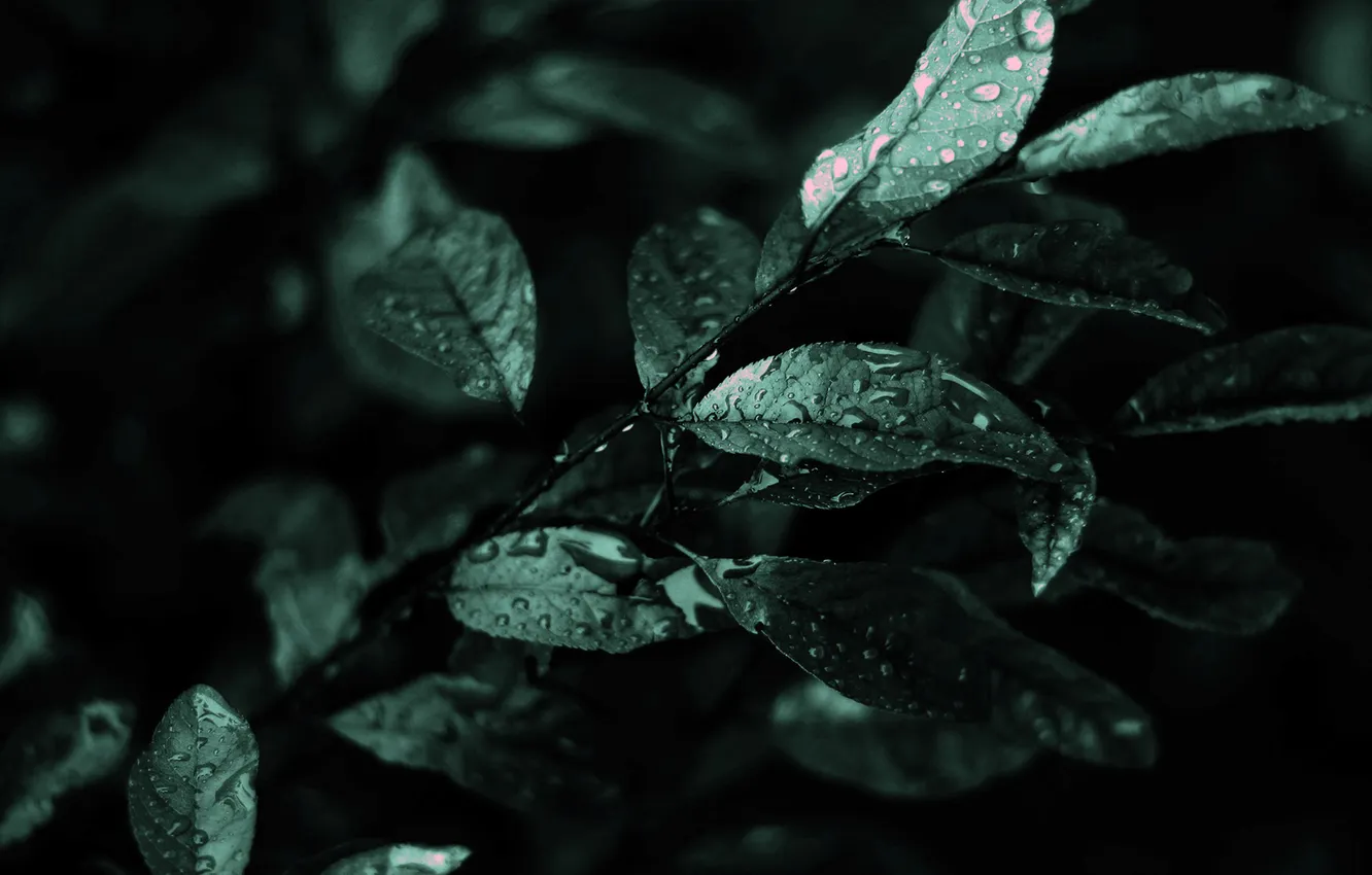 Фото обои зелень, листья, капли, макро, дождь, растение, ветка
