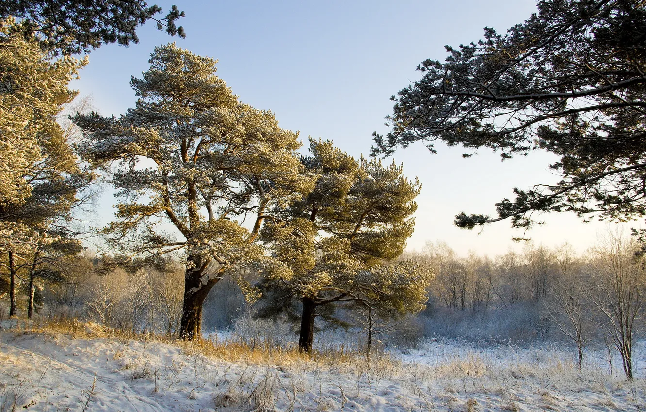 Фото обои зима, деревья, пейзаж, природа