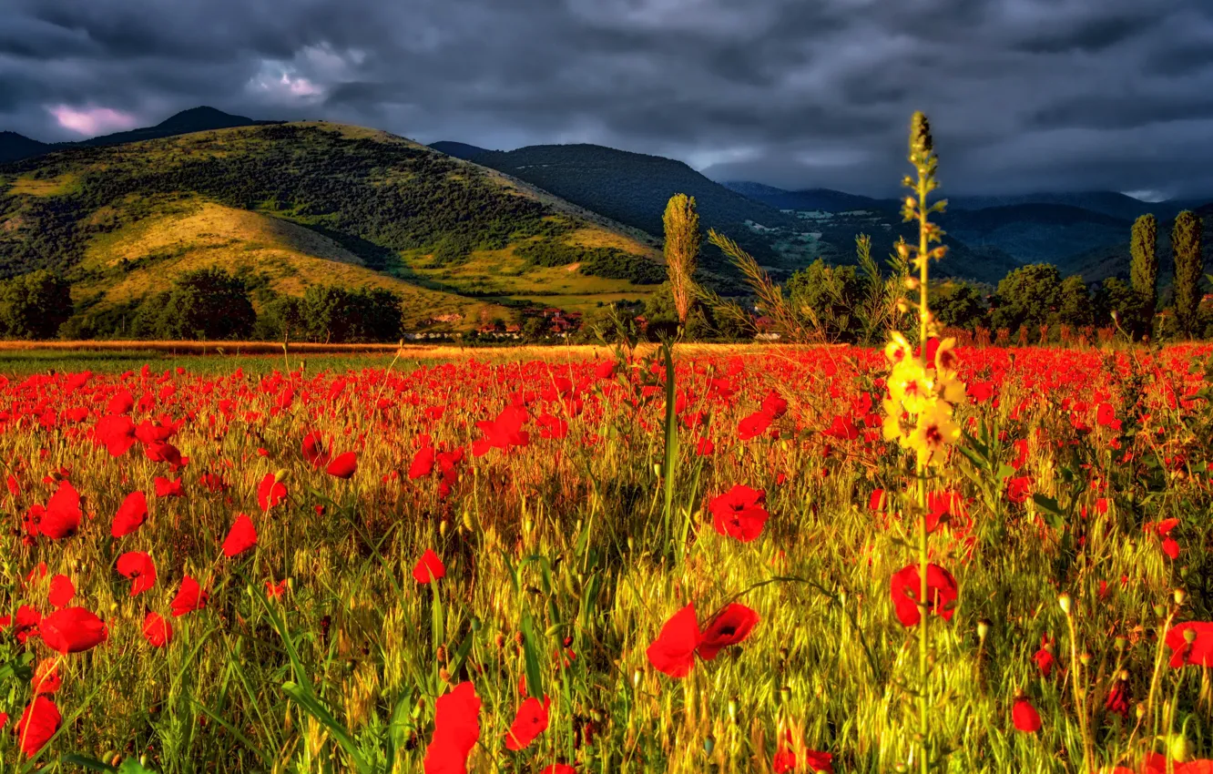 Фото обои поле, цветы, горы, маки, Болгария