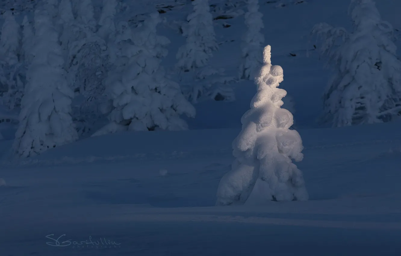 Фото обои зима, снег, ели, Гарифуллин Сергей