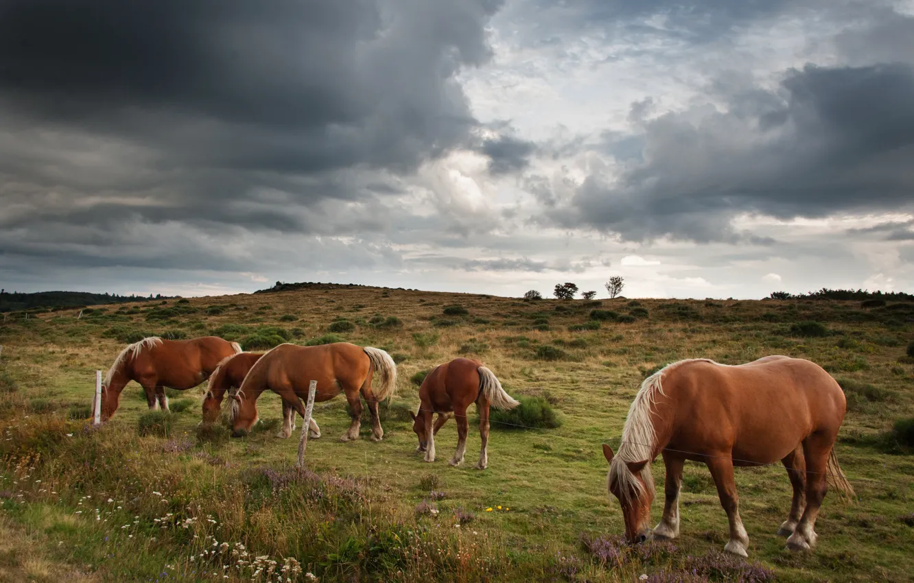 Фото обои лето, небо, тучи, пасмурно, кони, лошади, пастбище, стадо