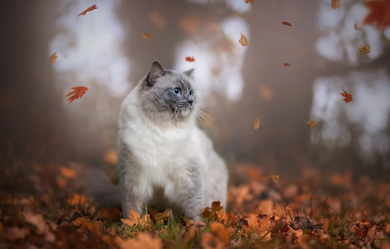 Фото обои осень, кошка, кот, взгляд, листья, природа, парк, листва