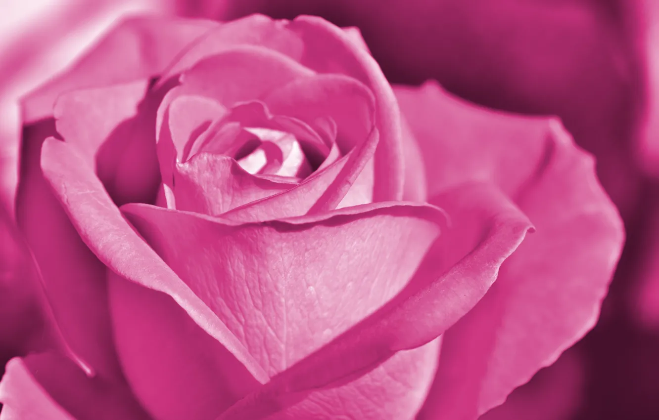 Фото обои макро, розовая, роза, бутон
