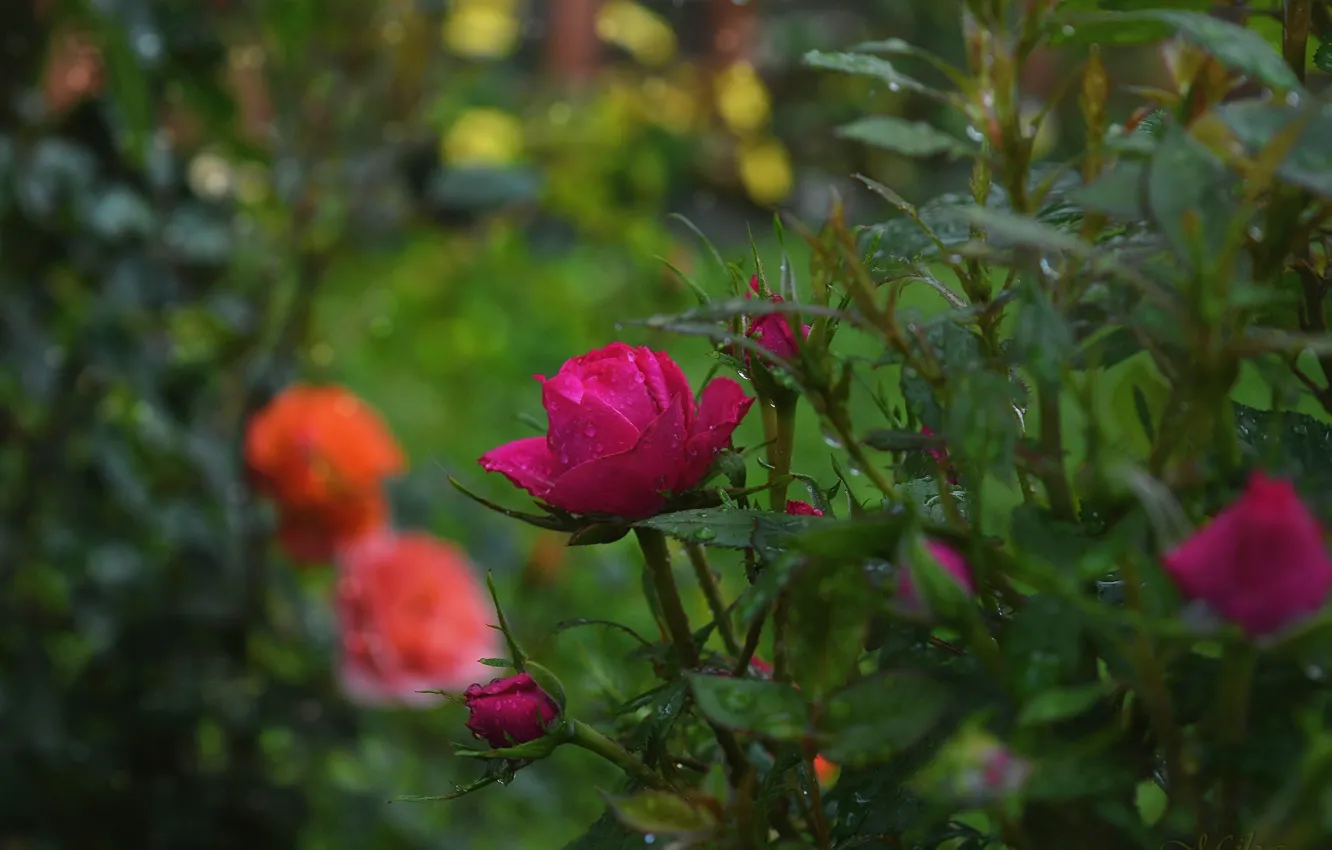 Фото обои Дождь, Бутоны, Розы, Nature, Rose, Rain