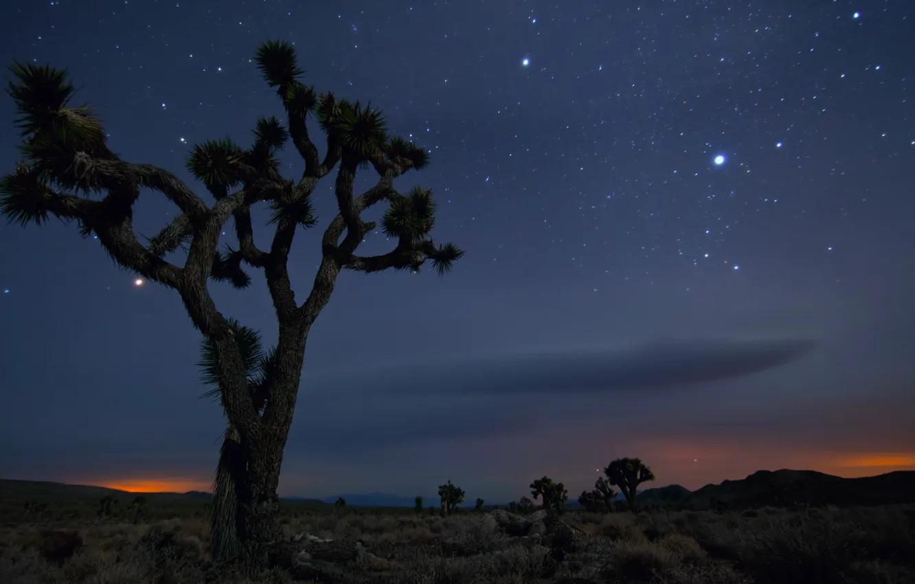 Фото обои Песок, Дерево, Ночь, Пустыня, Мексика, Калифорния, США, Звёзды