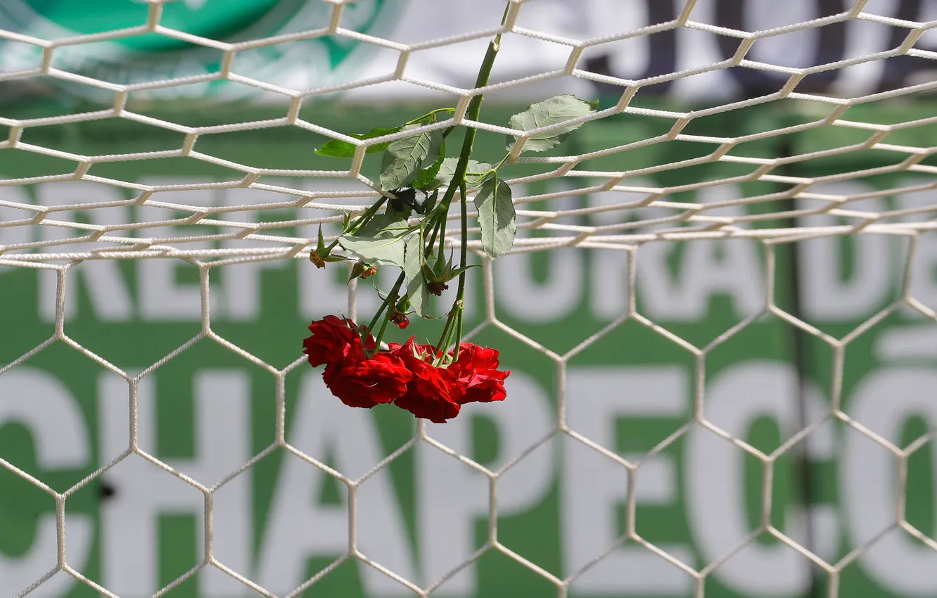 Фото обои цветы, память, сетка, футбол, розы, ворота, Бразилия, стадион