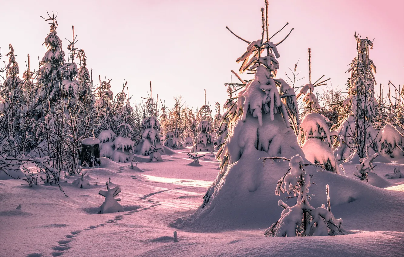 Фото обои зима, лес, снег