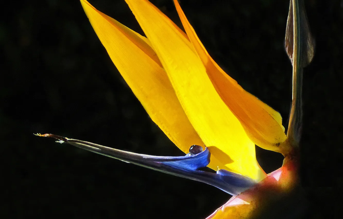 Фото обои цветок, макро, цветы, flower, flowers, macro, Bird of Paradise