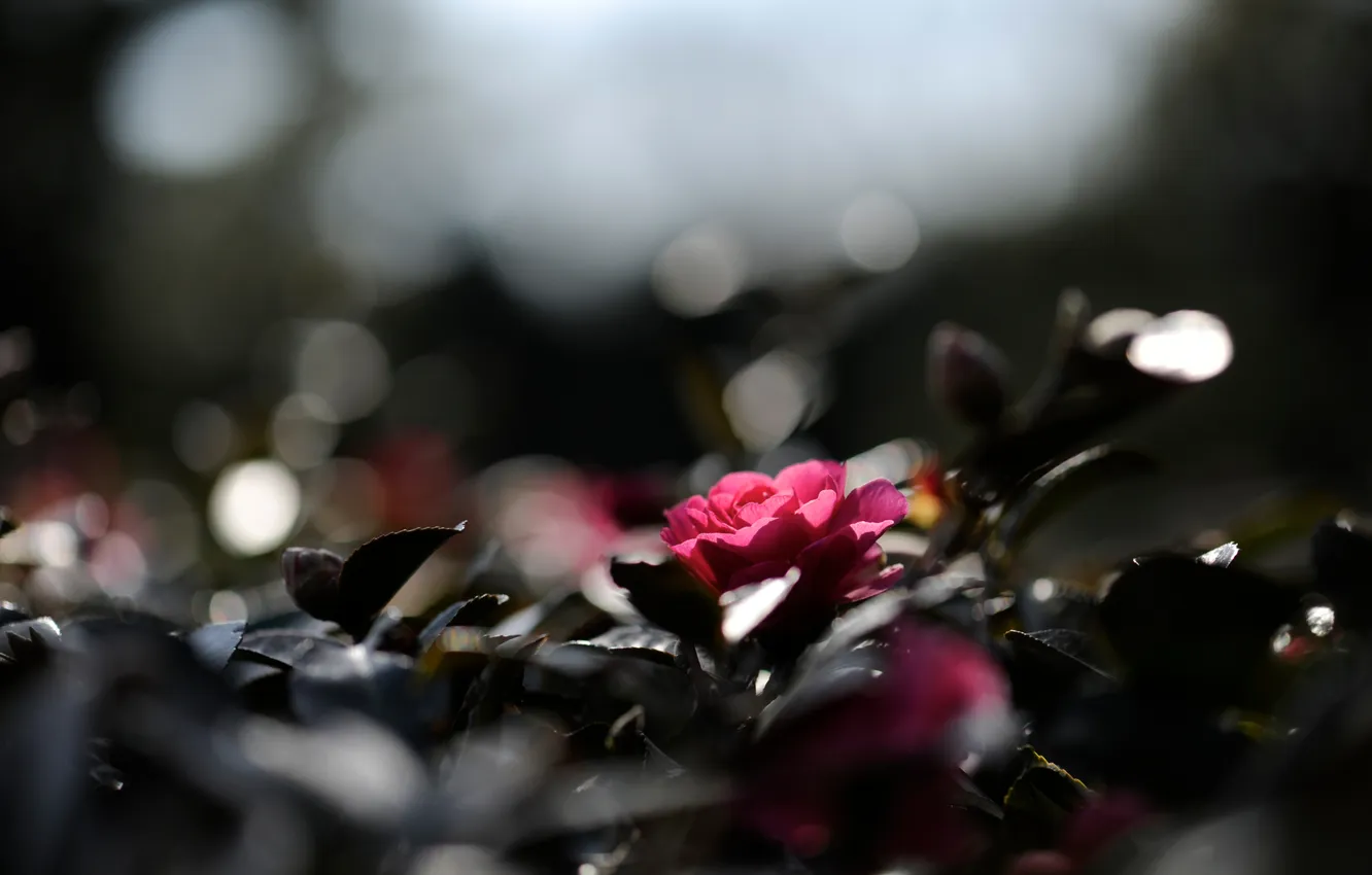 Фото обои цветок, листья, макро, свет, блики, розовый, растение, куст