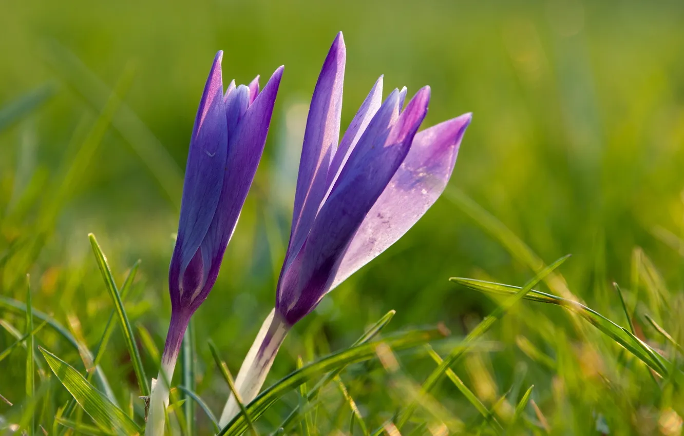 Фото обои цветы, природа, весна, крокусы