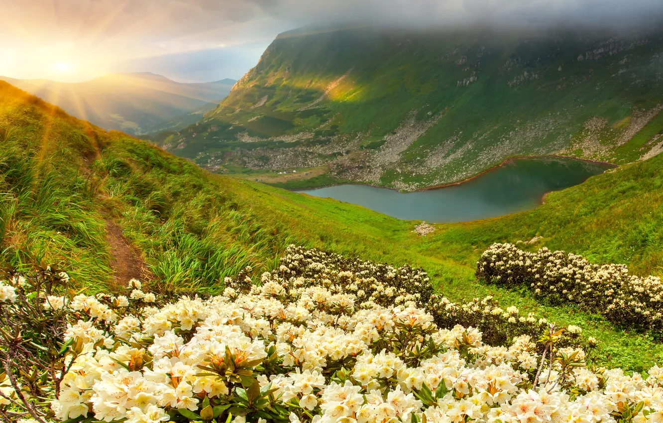 Фото обои трава, солнце, цветы, горы, озеро, nature, луга