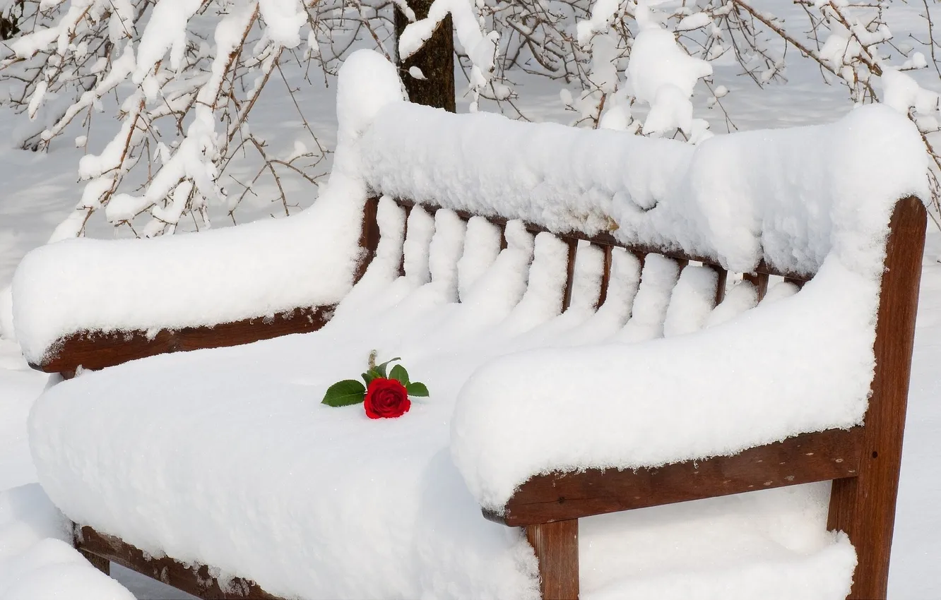 Фото обои природа, романтика, роза, Снег, лавочка