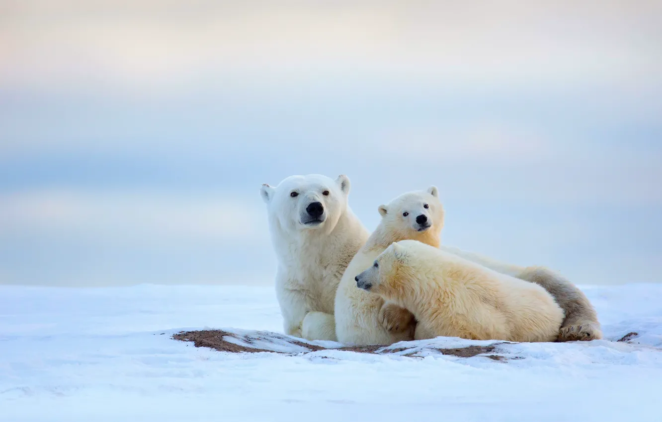 Фото обои холод, зима, снег, медвежата, север, белые медведи, медведица