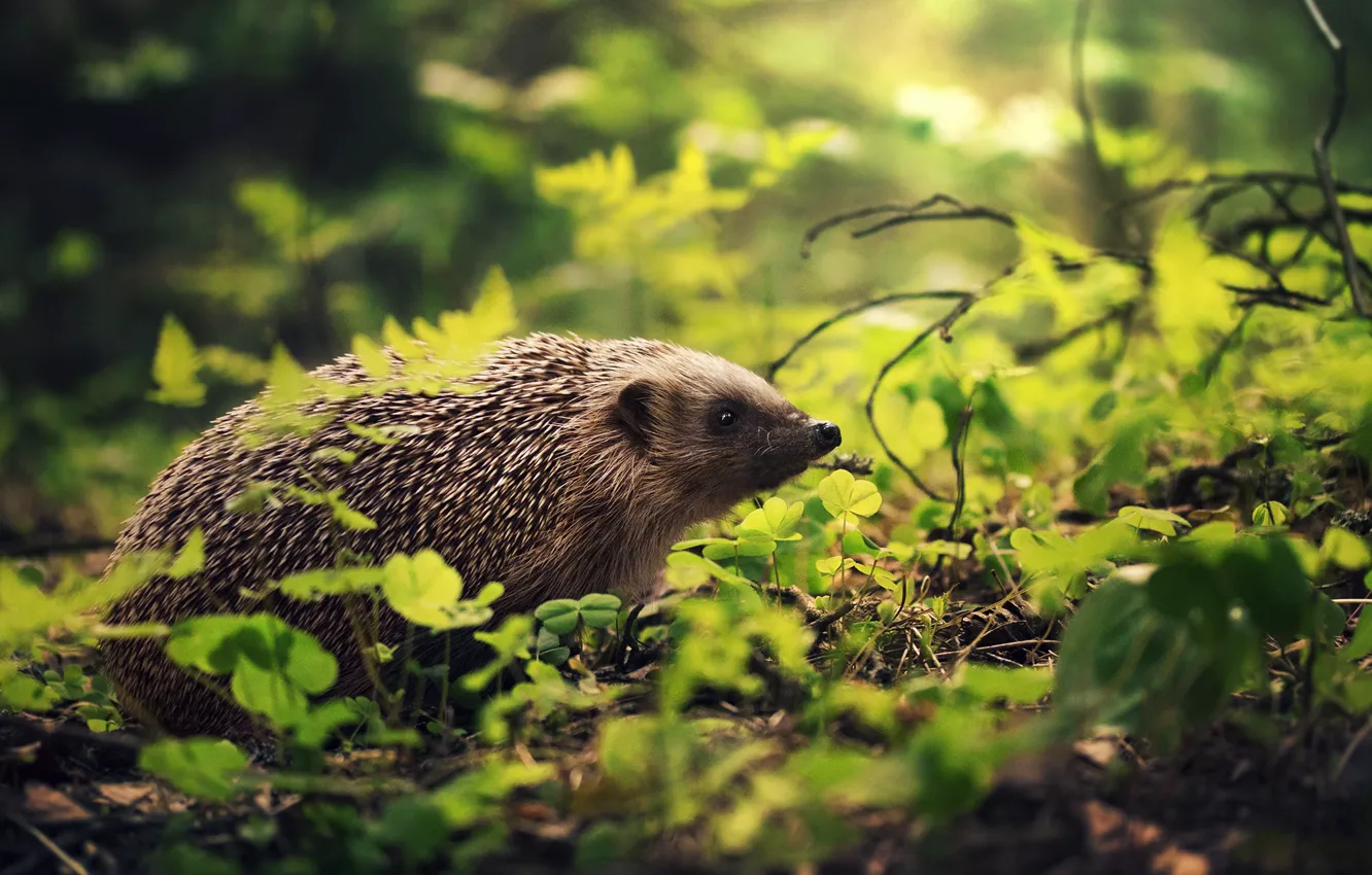 Фото обои природа, ёжик, by Thunderi