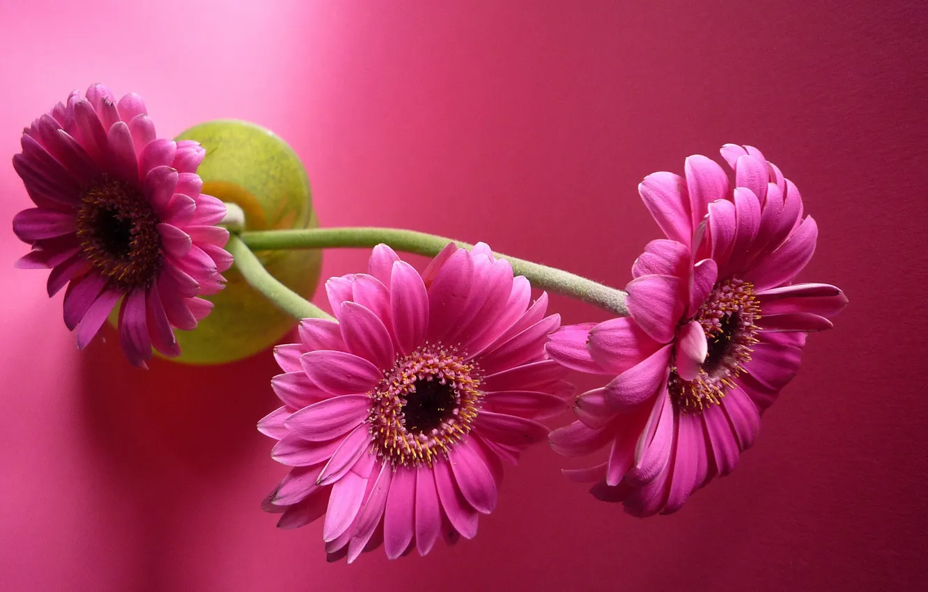 Фото обои цветы, герберы, розовый фон