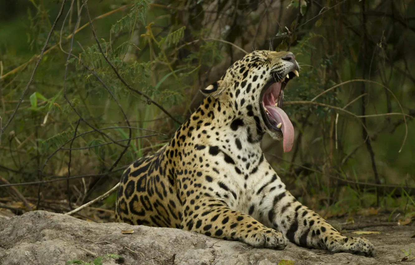 Фото обои язык, кошка, ягуар, Бразилия, Пантанал, Мату-Гросу-ду-Сул