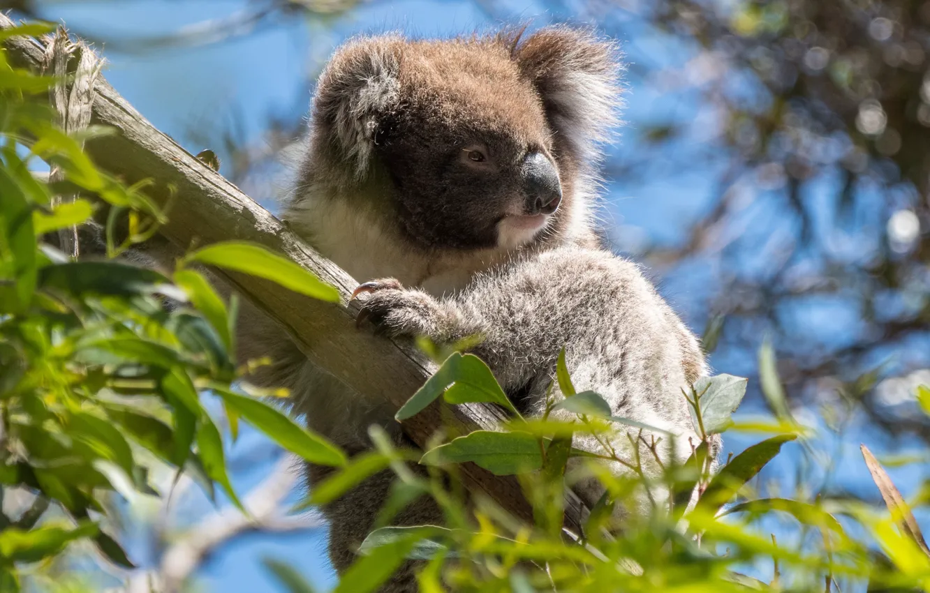 Фото обои животные, листья, ветки, дерево, Австралия, дикая природа, коала, эвкалипт