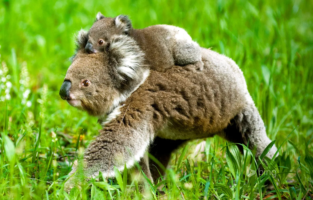 Фото обои трава, природа, медвежонок, коала