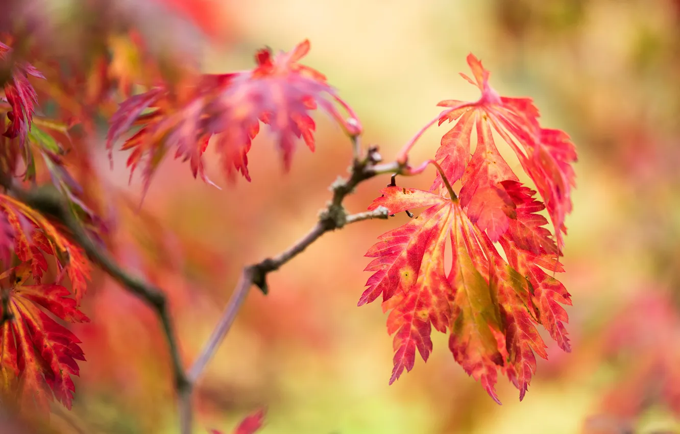 Фото обои осень, листья, ветки, фон, красные, краски осени, боке, осенние