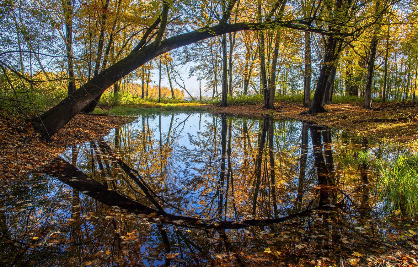 Фото обои осень, лес, ветки, отражение, водоем