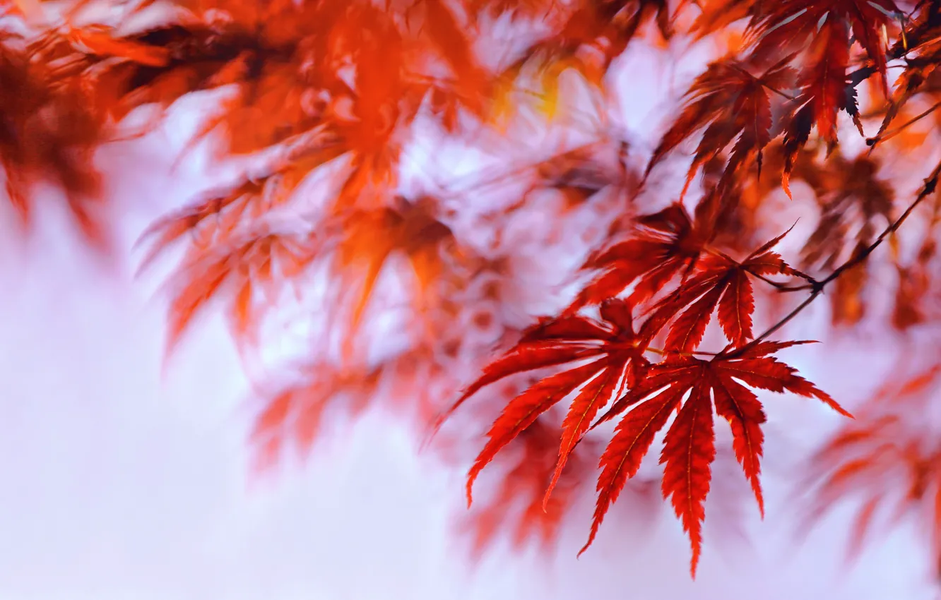 Фото обои осень, листья, краски, клен