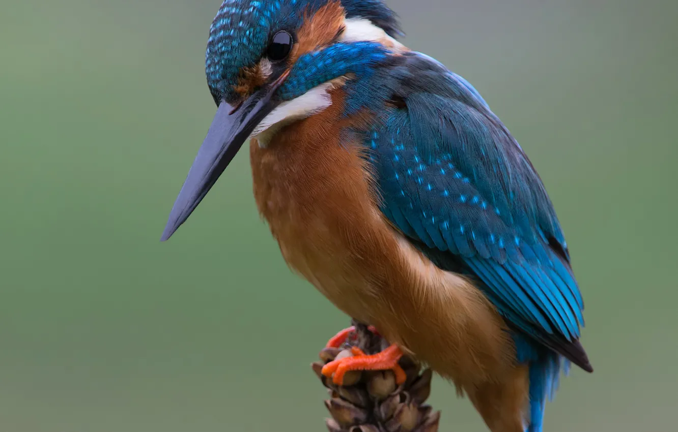 Фото обои взгляд, птица, размытость, animals, nature, боке, зимородок, kingfisher