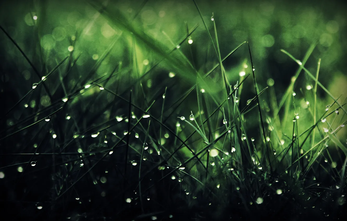 Фото обои зелень, трава, вода, капли, макро, природа, nature